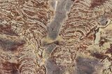 Polished Stromatolite From Russia - Million Years #362944-1